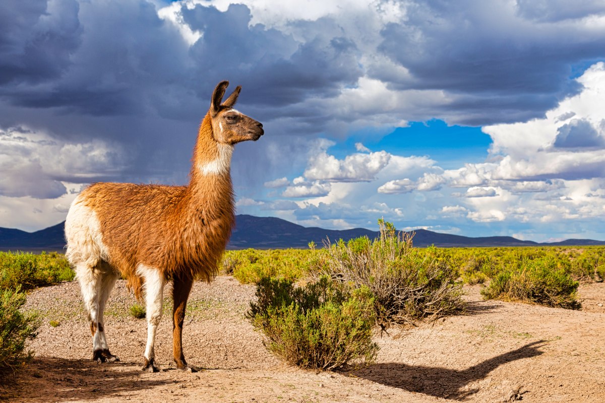 lama_buteo_shutterstock_1382973080.jpg